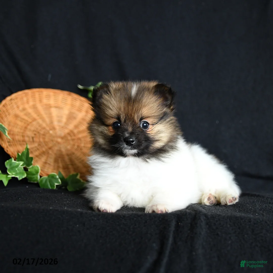 Pomeranian dogs for sale: Pixie - Ad 4
