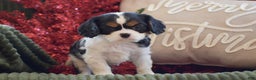 Cavalier King Charles Spaniel dogs for sale: Justin - Ad 5