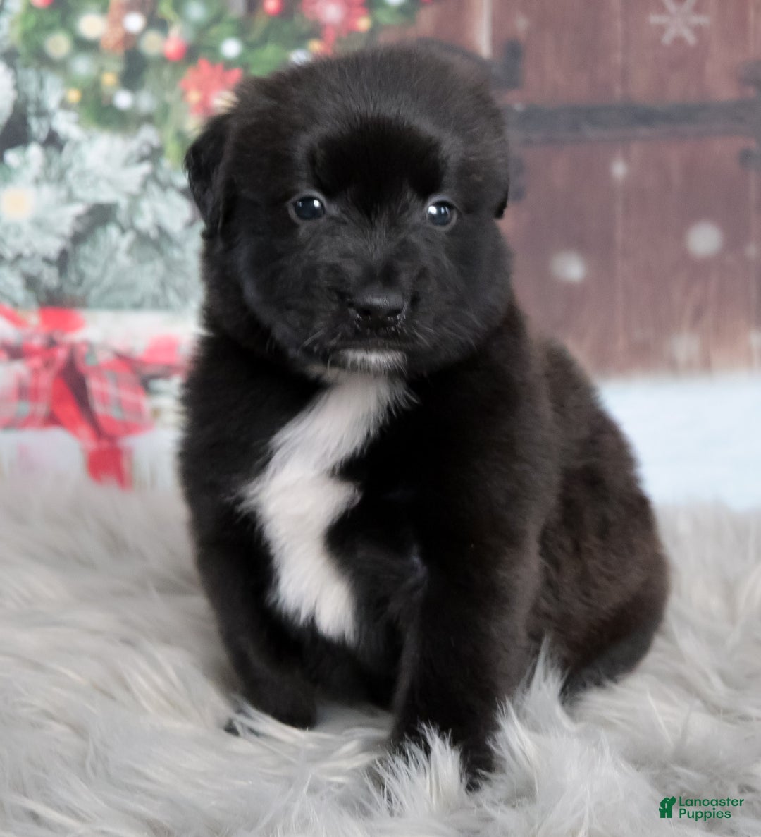 Mixed Breed dogs for sale: Cranberry  - Ad 2