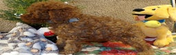 Miniature Poodle dogs for sale: Miniature Poodle Puppy 3 Chester - Ad 3
