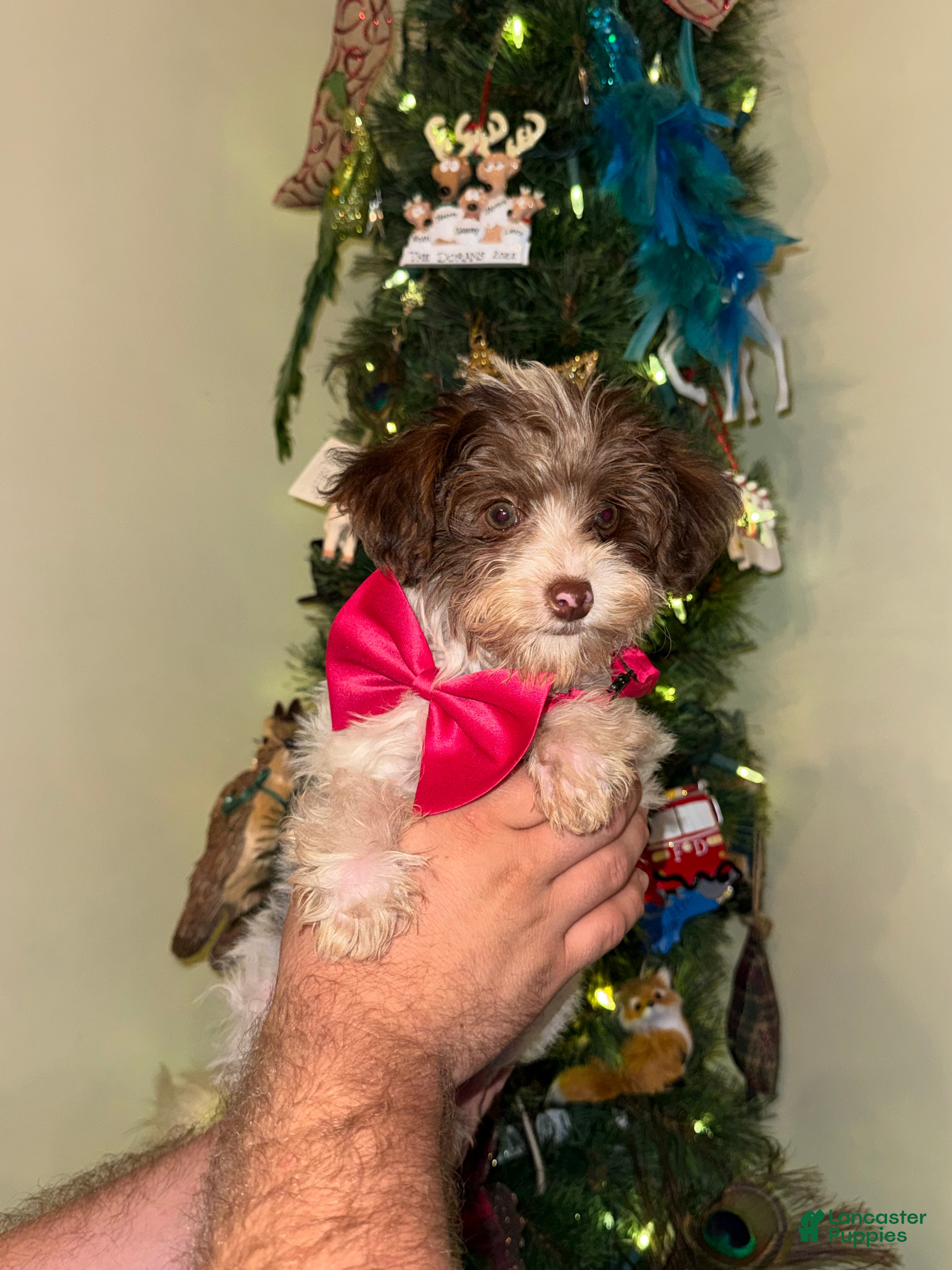 Yorkiepoo dogs Trouble - Ad 1