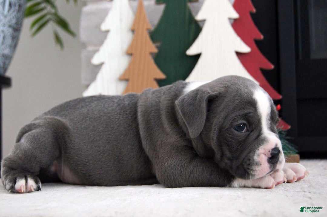 Olde English Bulldogge dogs for sale: Pepsi - Ad 7