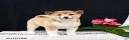 Shiba Inu dogs for sale: June - Ad 3