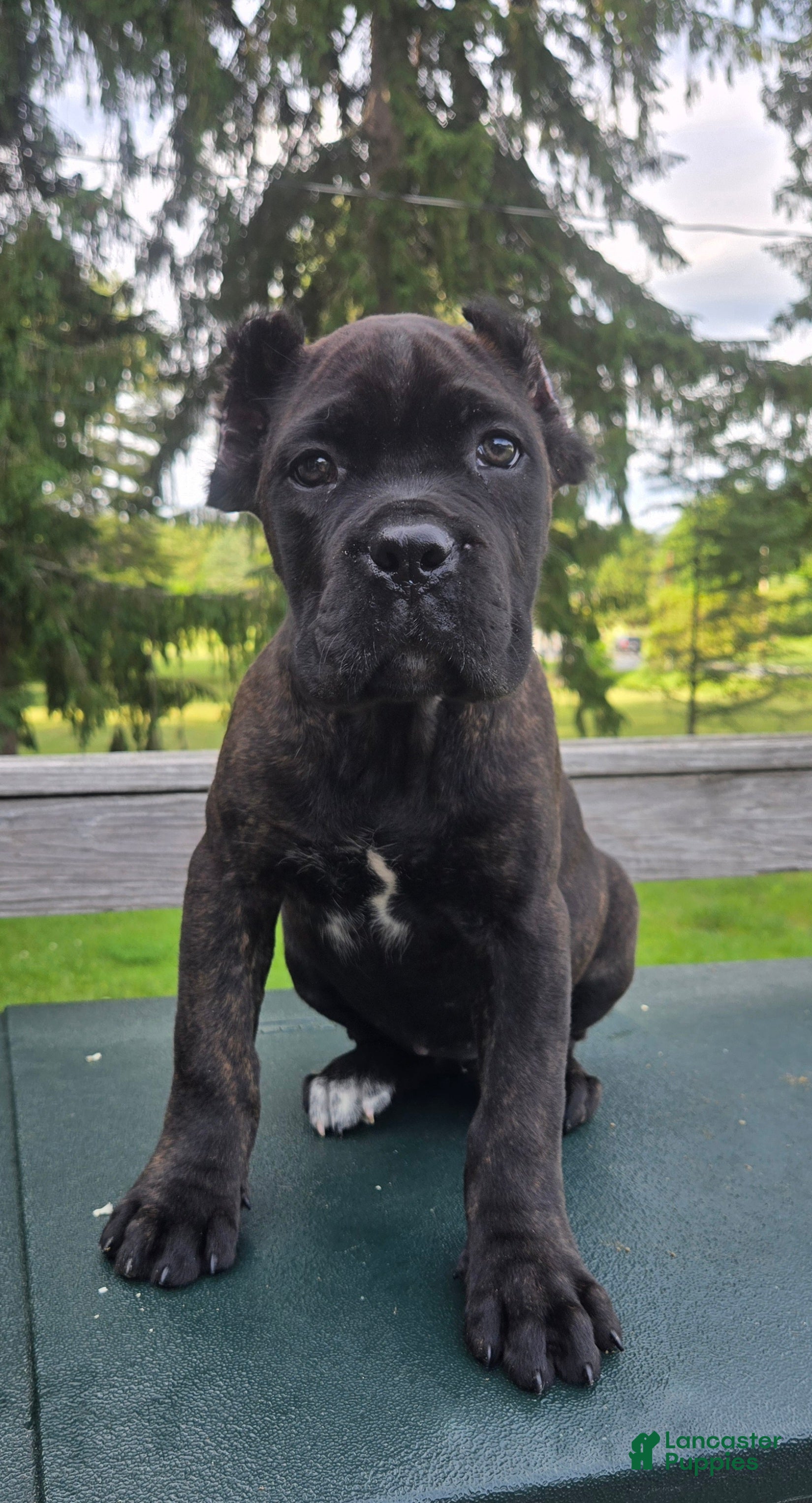 Cane Corso dogs ICCF Sage - Ad 41