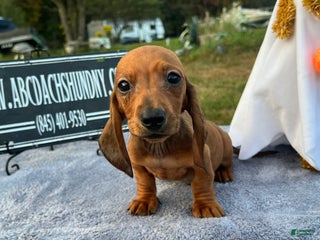 Dachshund dogs - Ad 37