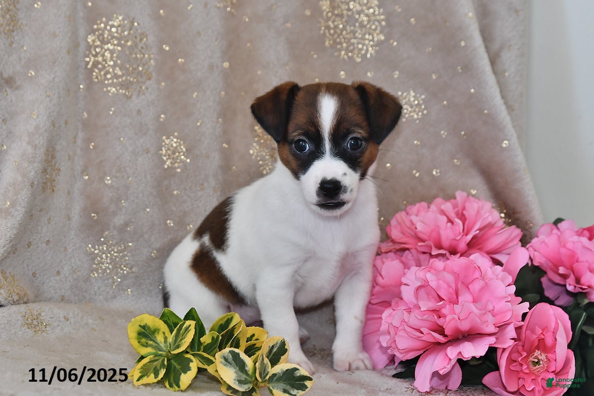 Jack Russell Terrier dogs Daisy - Ad 10