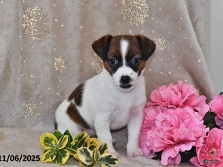 Jack Russell Terrier dogs Daisy - Ad 6