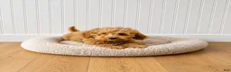 Mixed Breed dogs for sale: Trixie - Ad 5