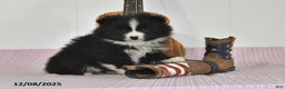 Pomeranian dogs for sale: Blake - Ad 3