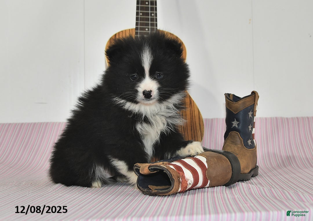 Pomeranian dogs for sale: Blake - Ad 3