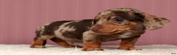 Miniature Dachshund dogs for sale: Kendrix - Ad 4