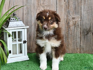 Miniature Australian Shepherd dogs - Ad 3