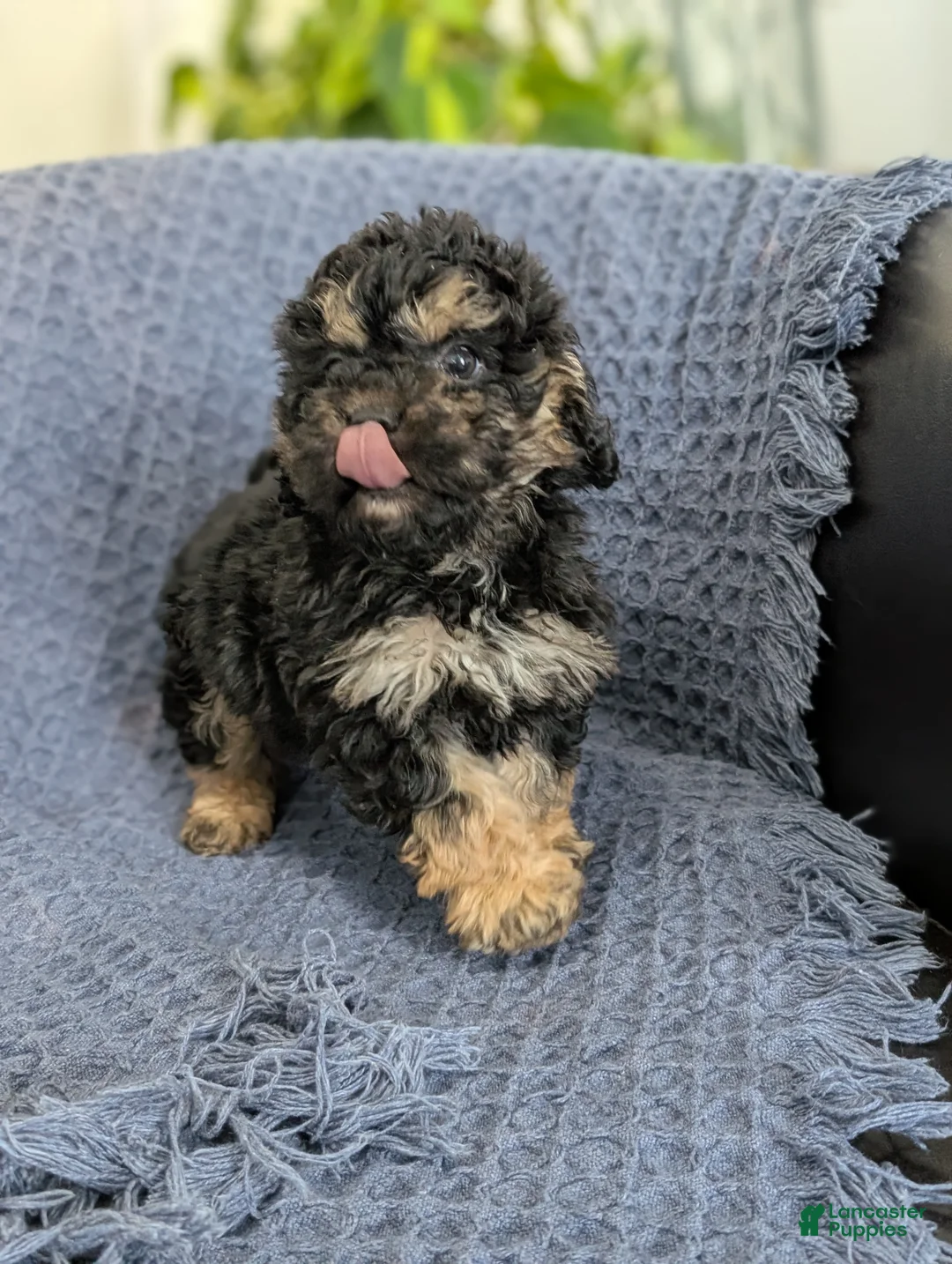 Cockapoo dogs for sale: Tiny Atlas - Ad 7