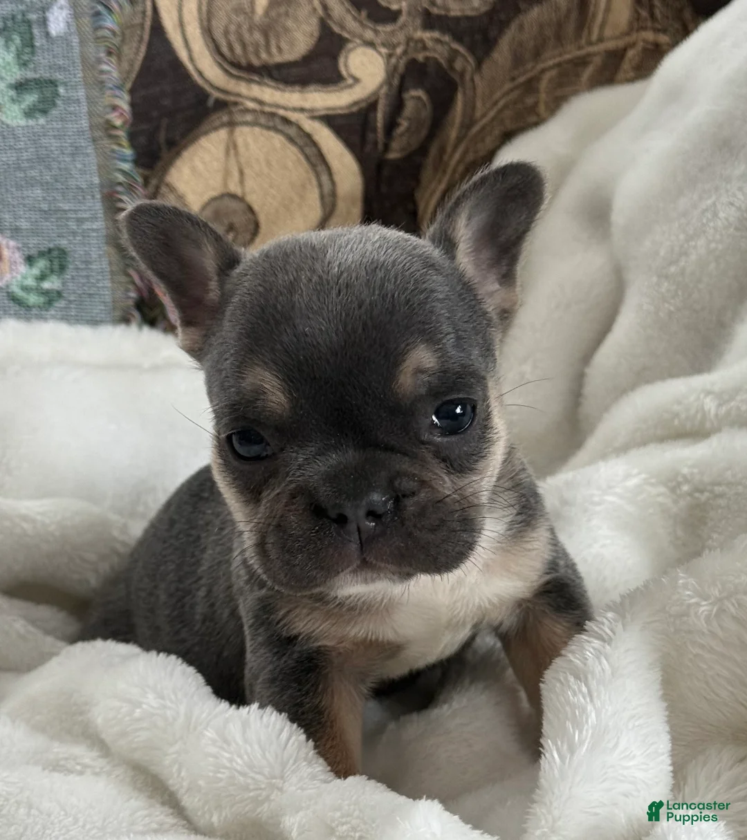 French Bulldog dogs for sale: Wyatt - Ad 18