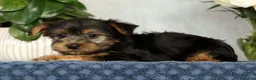 Yorkshire Terrier dogs for sale: Nellie - Ad 7