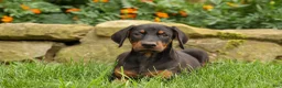 Doberman Pinscher dogs for sale: DIESEL - Ad 13