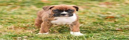 Boxer dogs for sale: Rainy - Ad 7