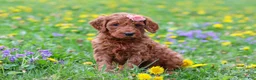 Goldendoodle dogs for sale: Loretta F1b - Ad 6