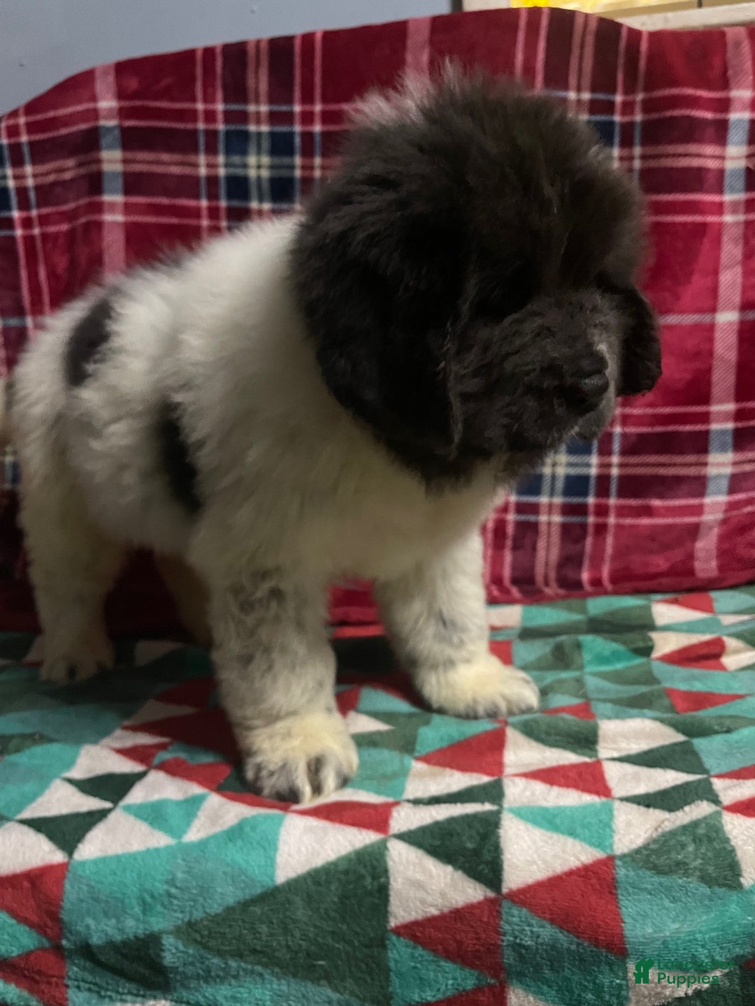 Newfoundland dogs for sale: Newfoundland Puppy 3 - Ad 5