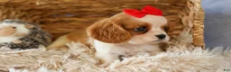 Cavalier King Charles Spaniel dogs for sale:  Nugget🐾 - Ad 14