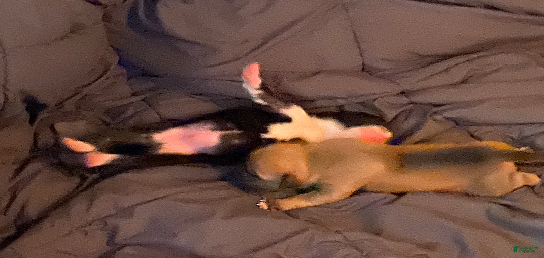 Gallery Image {{count}}