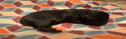 Giant Schnauzer dogs for sale: Phoenix  - Ad 4