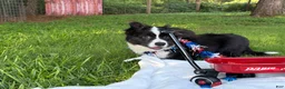 Welsh Corgi Cardigan dogs for sale: Ace FLUFFY - Ad 6
