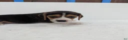Beagle dogs for sale: Rangler - Ad 6