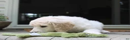 Standard Poodle dogs for sale: River AKC Standard Poodle  - Ad 18