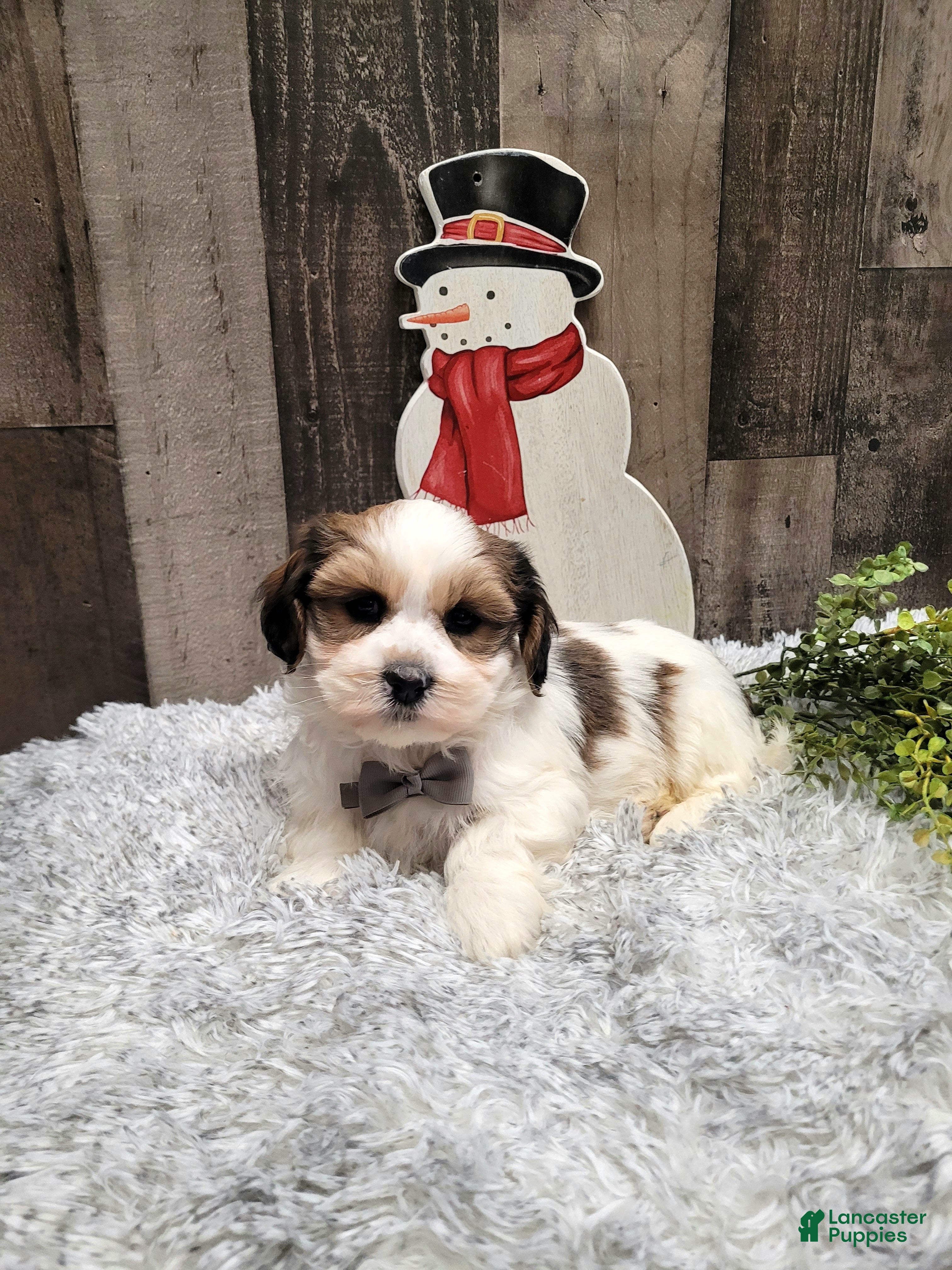 Teddy Bear dogs Wade - Ad 40