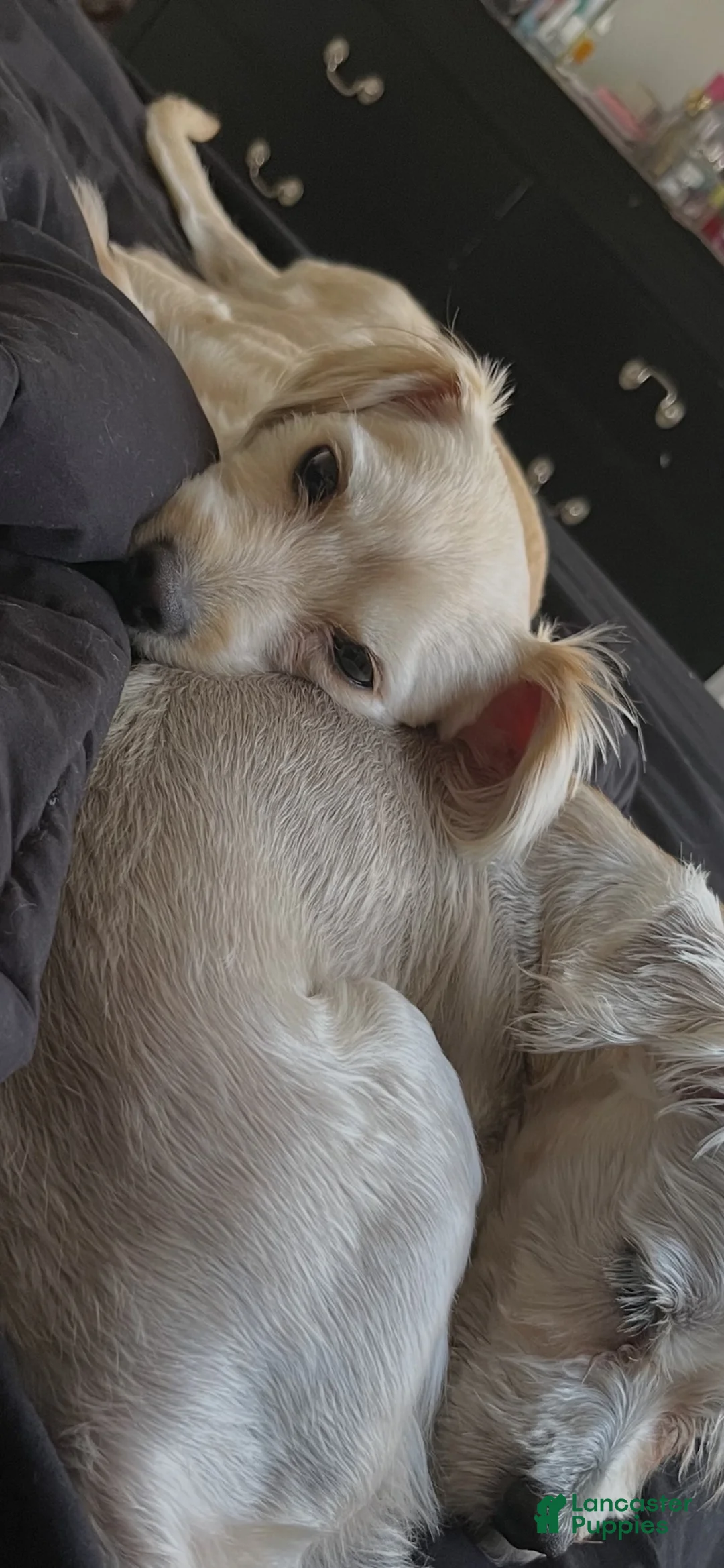 Shihpoo dogs for sale: Shihpoo 2 - Ad 2