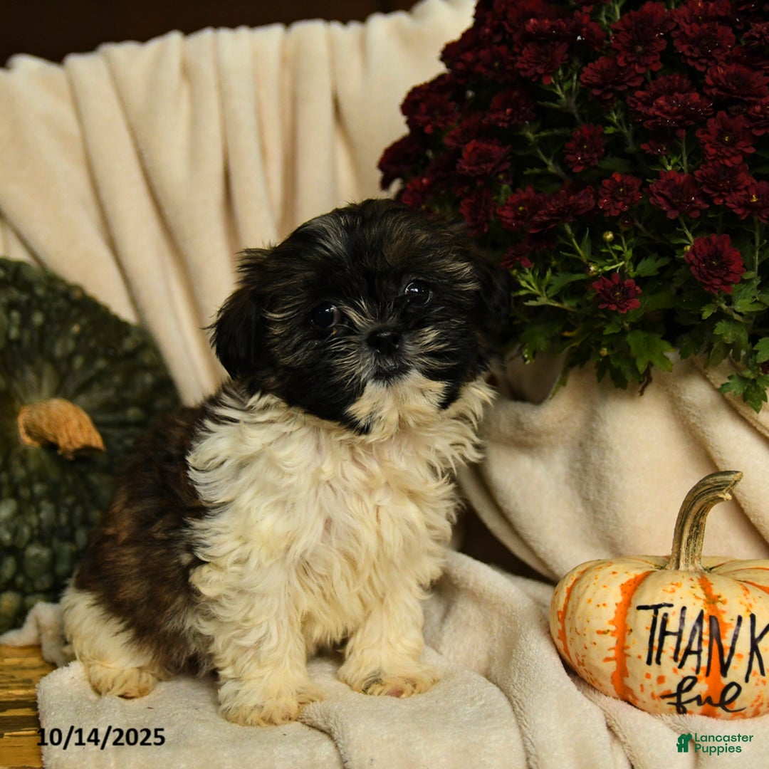 Shihpoo dogs for sale: Cash - Ad 2