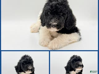 Goldendoodle dogs MALE- Bertram - Ad 17