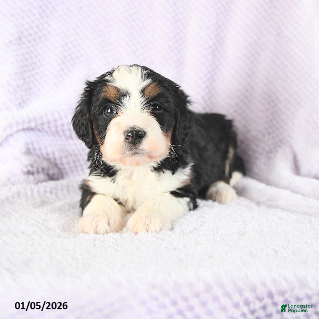 Mini Bernedoodle dogs for sale: Victoria - Ad 3