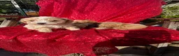 Toy Poodle dogs for sale: Toy Poodle 1 - Ad 7