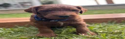 Irish Doodle dogs for sale: Douglas  - Ad 5