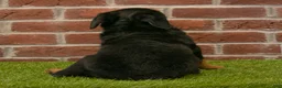Rottweiler dogs for sale: Heidi - Ad 6