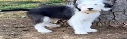 Old English Sheepdog dogs for sale: GUS  - Ad 3