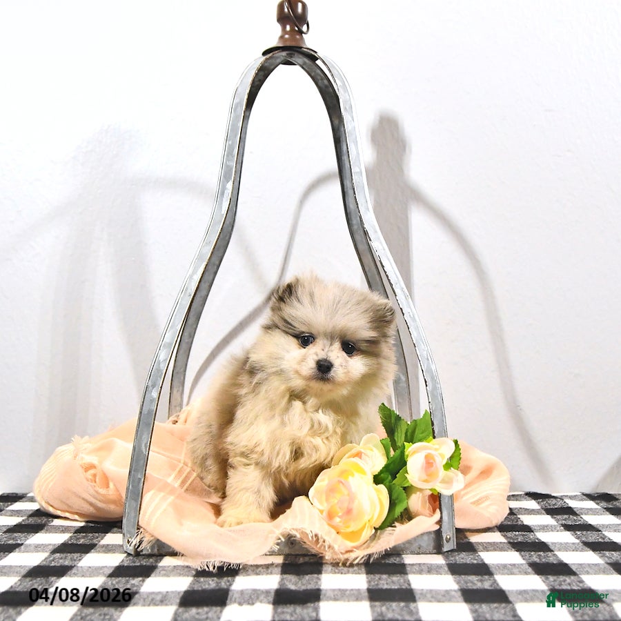 Pomeranian dogs Ginger - Ad 2