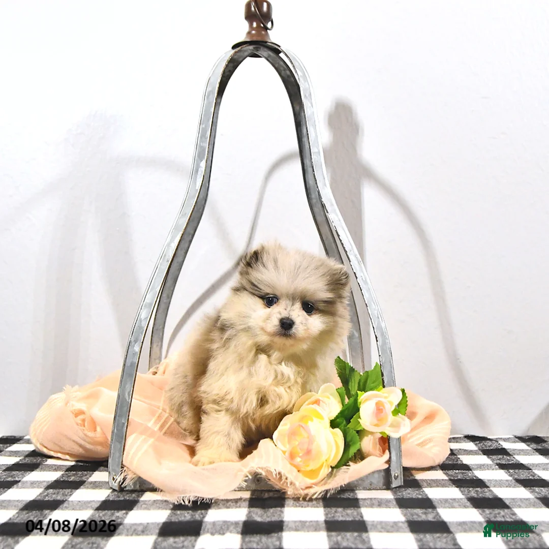 Pomeranian dogs for sale: Ginger - Ad 2
