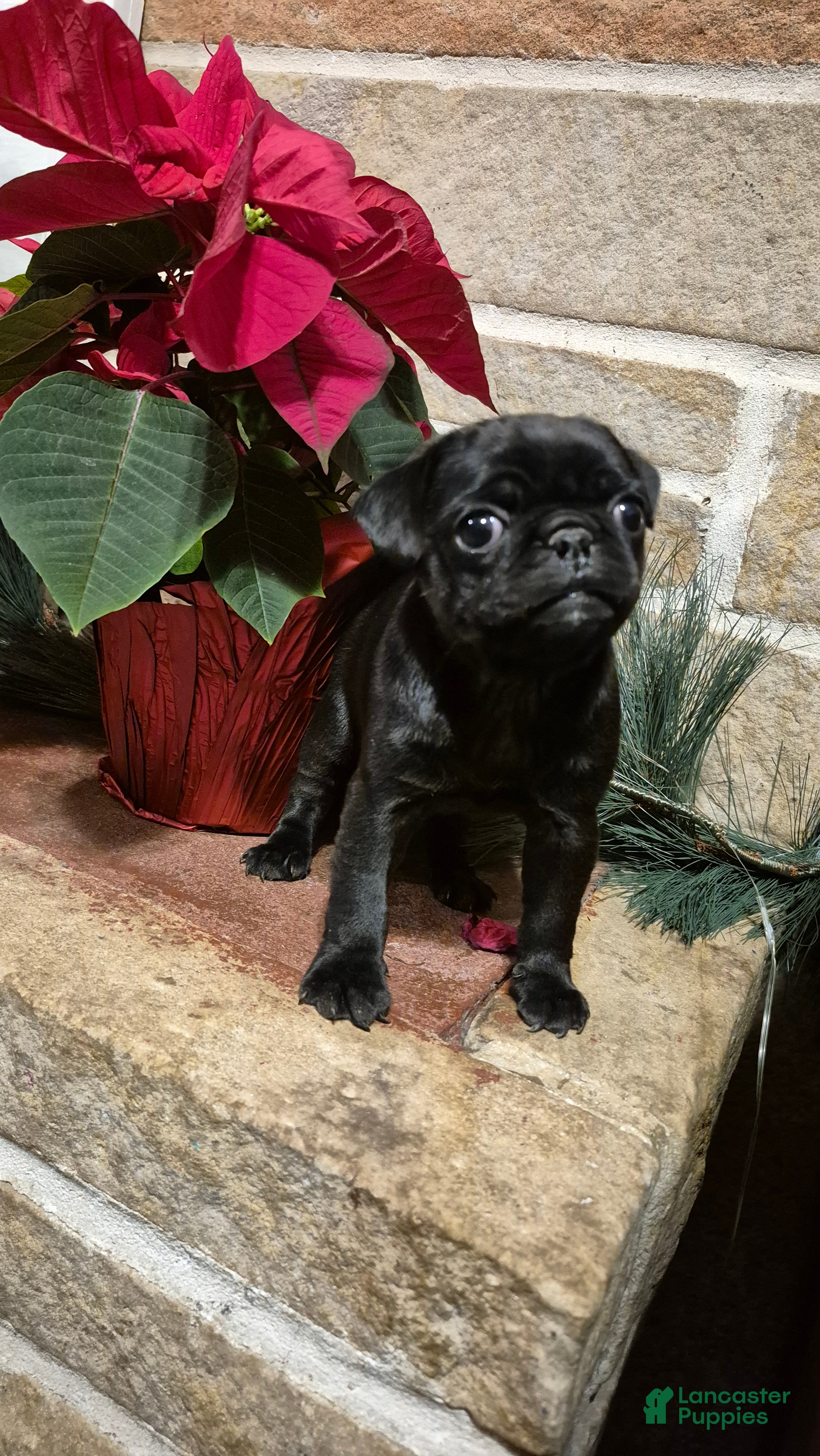 Pug dogs Pug Puppy 2 - Ad 1