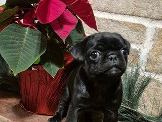 Pug dogs Pug Puppy 2 - Ad 1