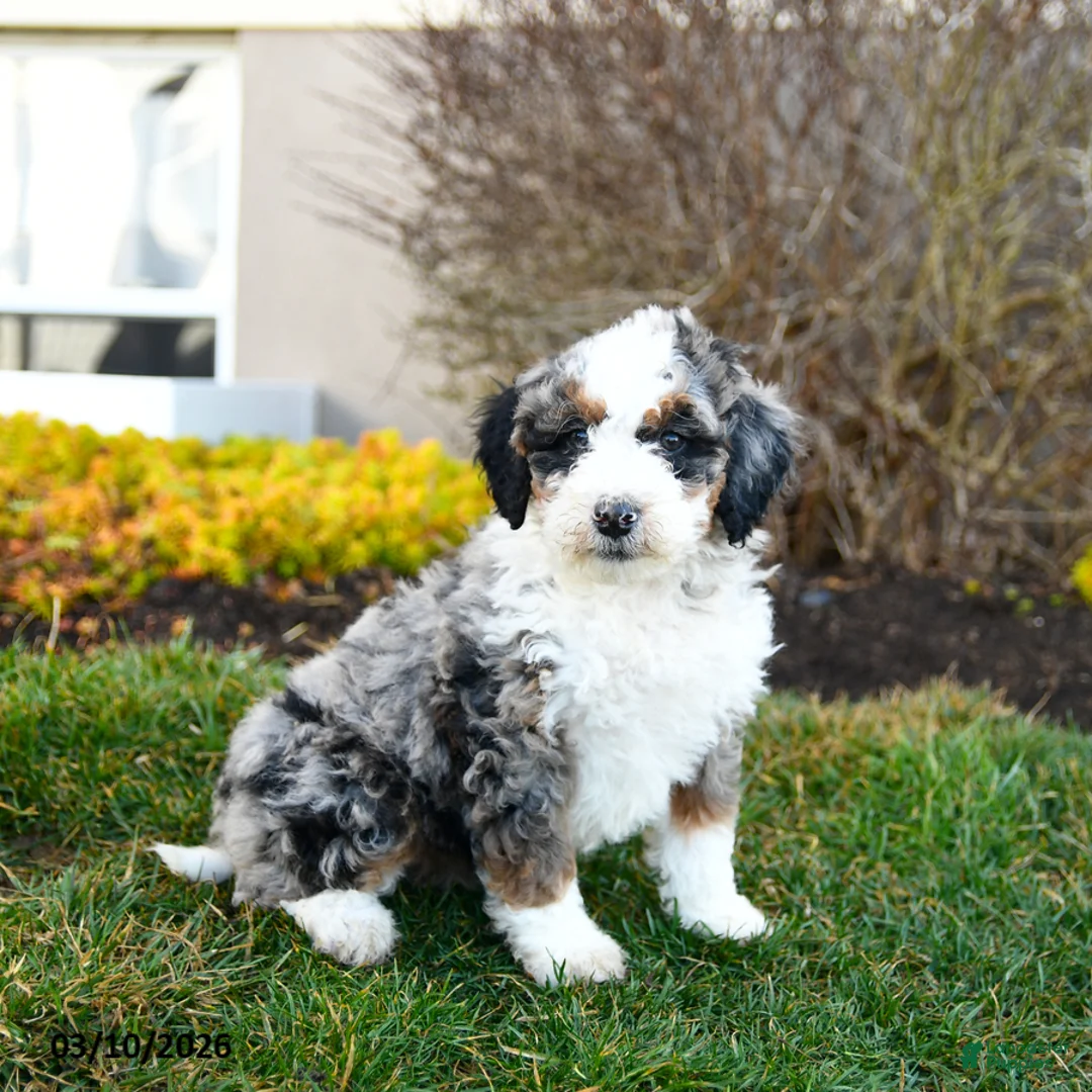 Mini Bernedoodle dogs for sale: Dakota - Ad 3