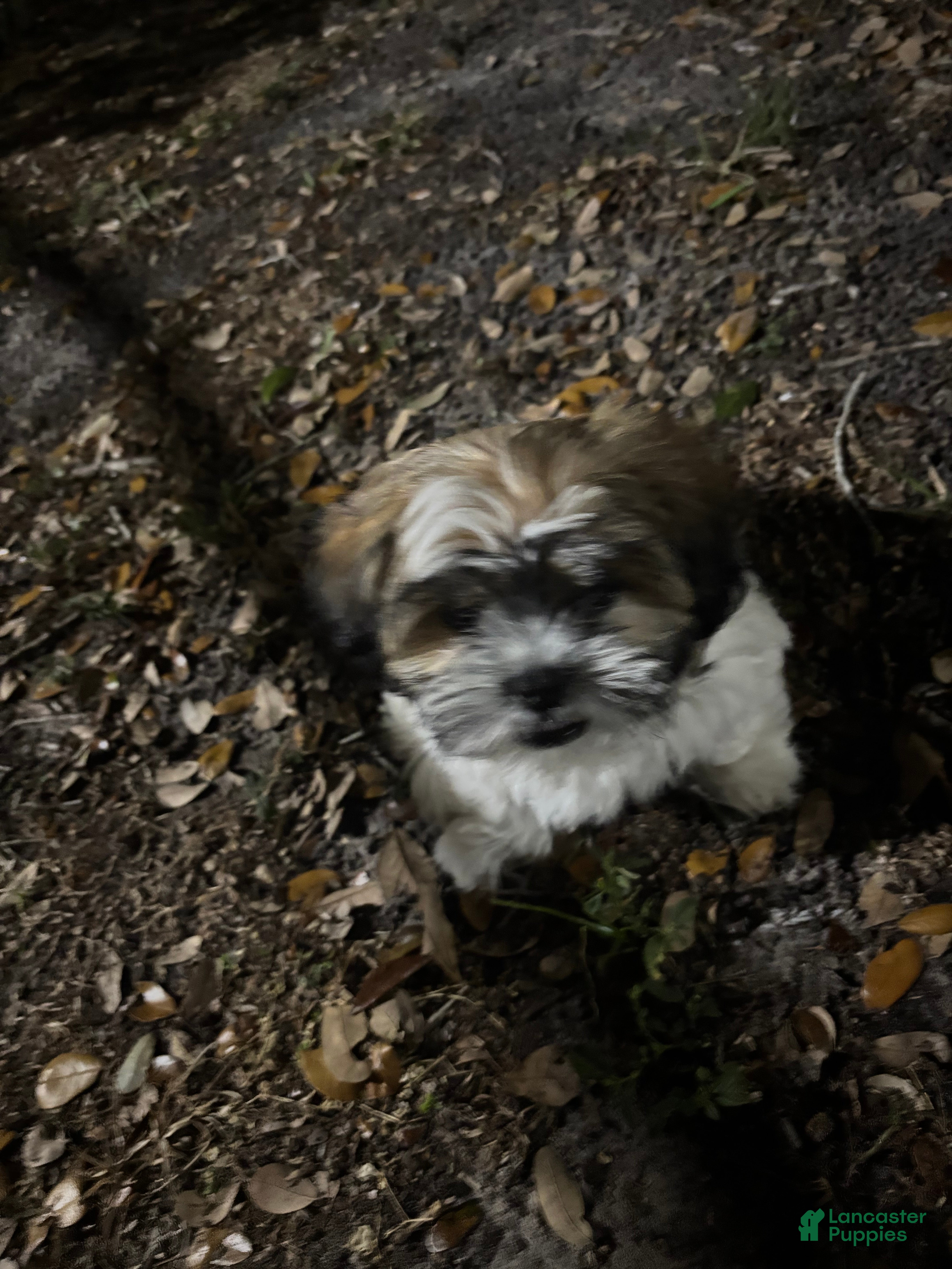 Shih Tzu dogs Shih Tzu Puppy 1 - Ad 6