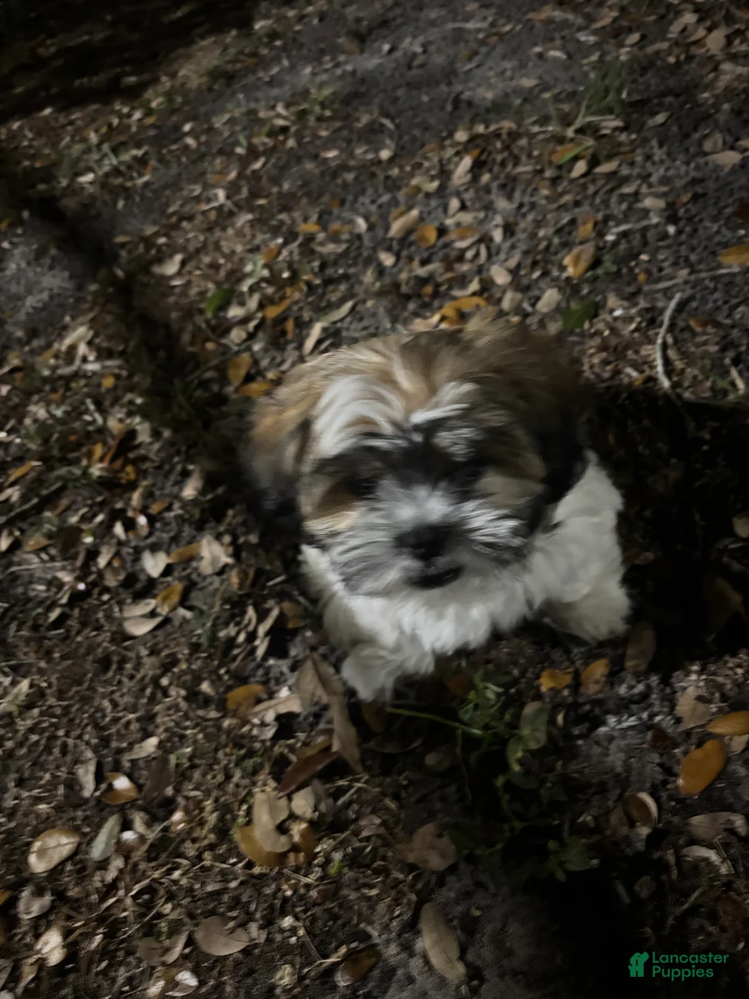 Shih Tzu dogs for sale: Shih Tzu Puppy 1 - Ad 1