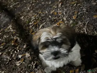 Shih Tzu dogs Shih Tzu Puppy 1 - Ad 10