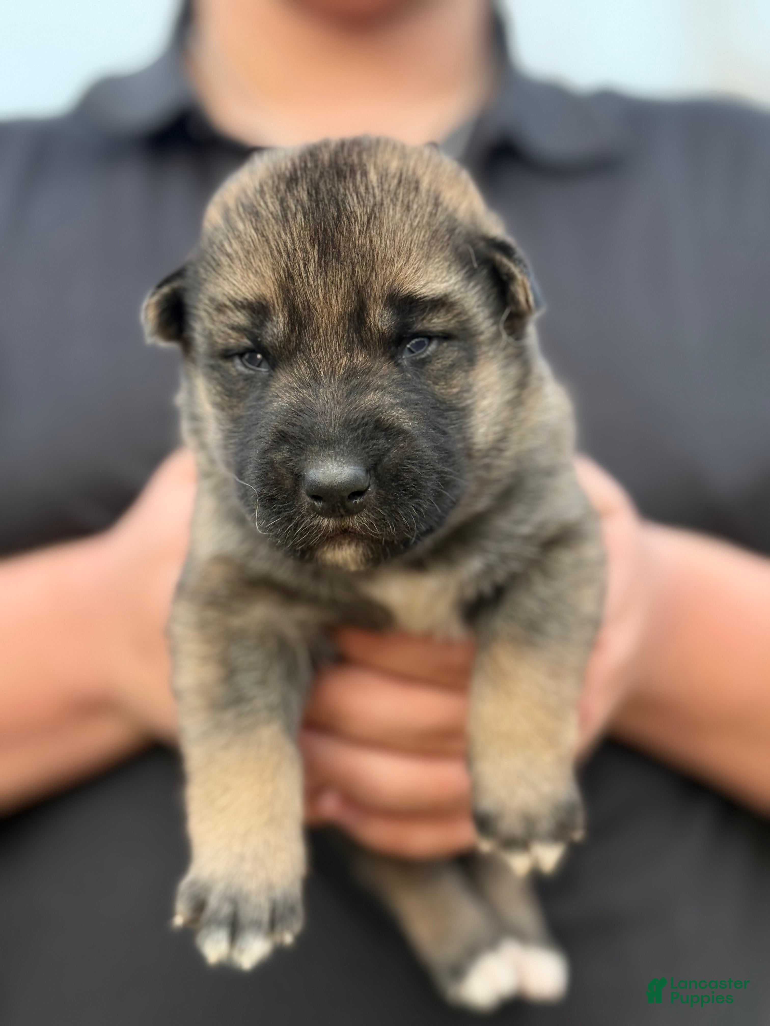 Gerberian Shepsky dogs Red - Ad 6