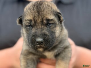 Gerberian Shepsky dogs Red - Ad 2