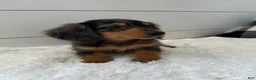 Miniature Dachshund dogs for sale: Leo - Ad 3