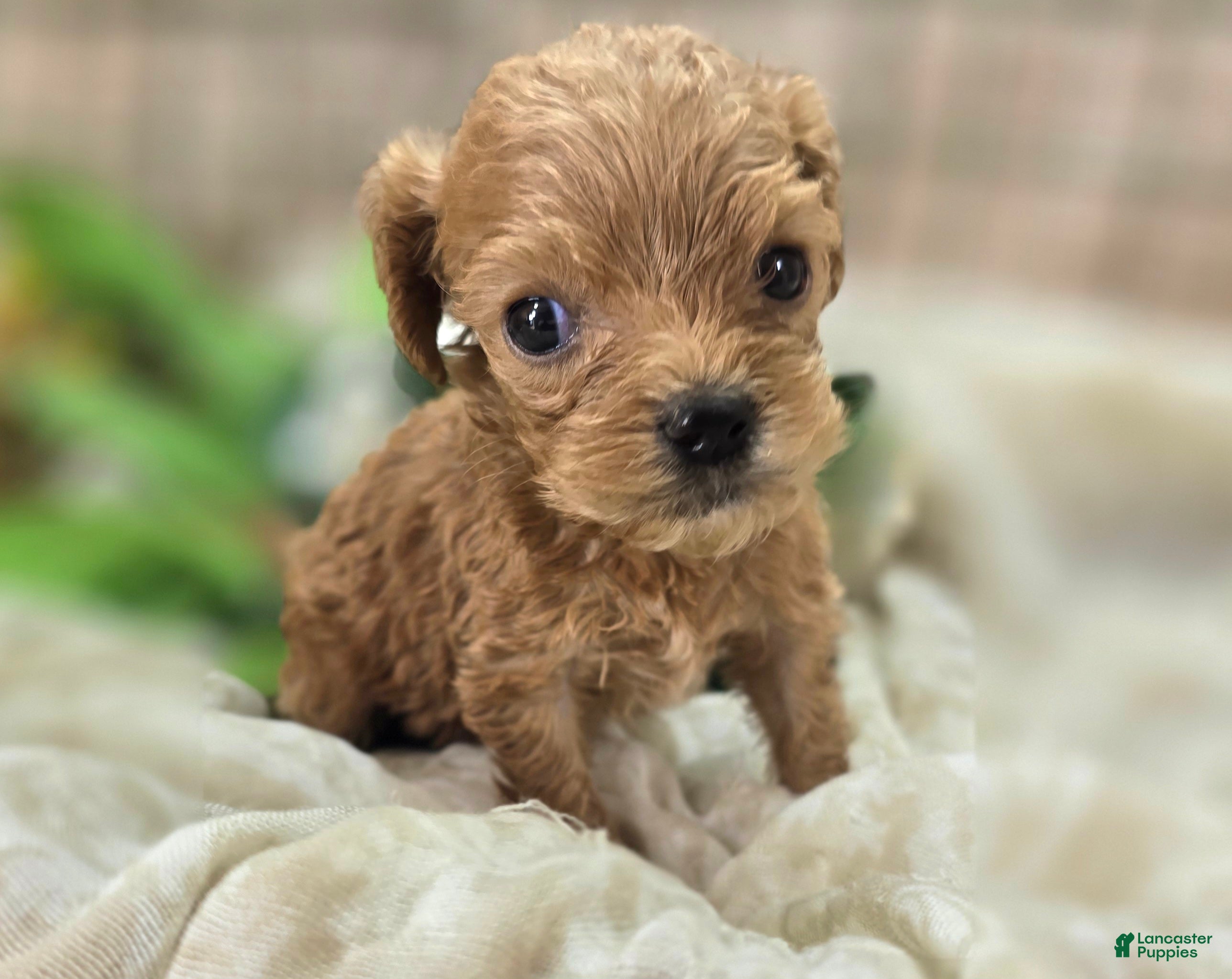 Cockapoo dogs Girdle - Ad 18